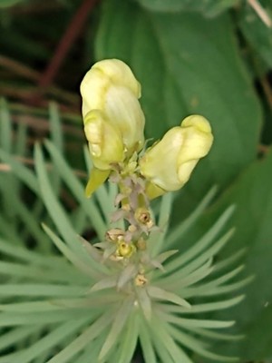 photo of Common Toadflax
