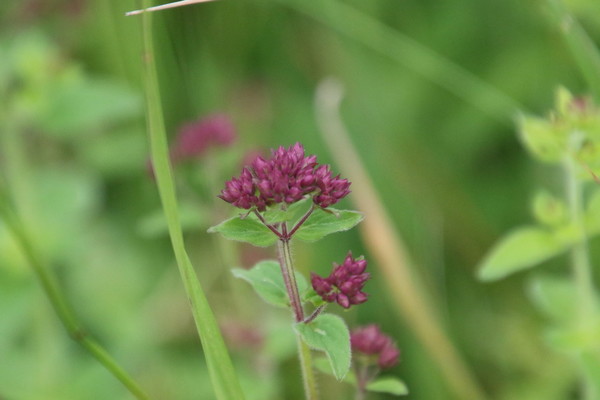 photo of Wild Marjoram