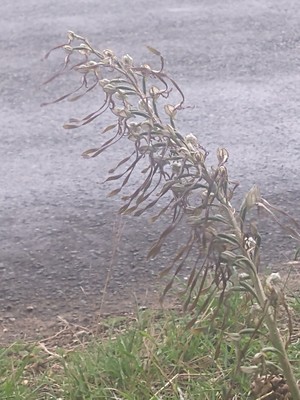 photo of Lizard Orchid