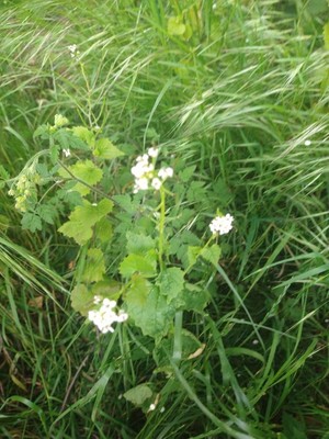photo of Garlic Mustard