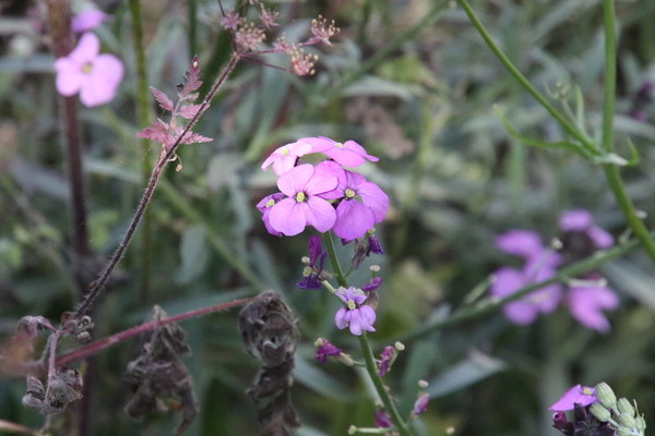 photo of Dame's Violet