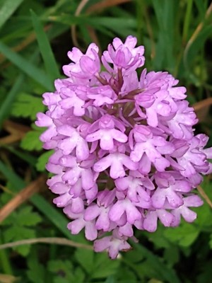 photo of Pyramidal Orchid