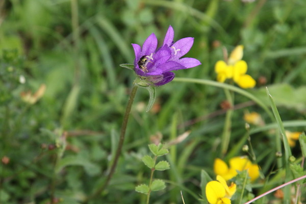 photo of Clustered Bellfower
