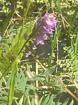 photo of Fodder Vetch