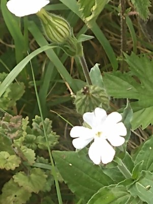 photo of White Campion