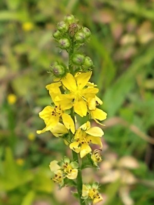 photo of Agrimony