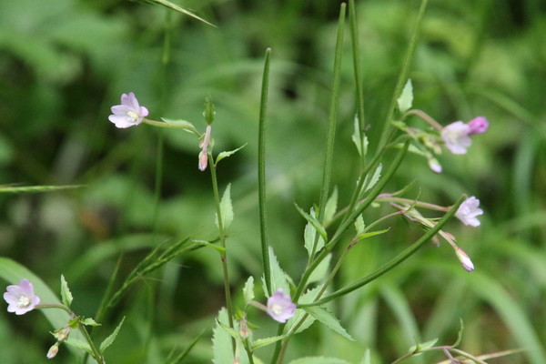 photo of Broad Leaved Willowherb