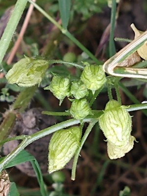 photo of White Bryony