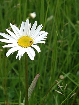 photo of Oxeye Daisy