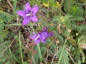 photo of Clustered Bellfower