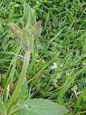 photo of Strict Forget Me Not