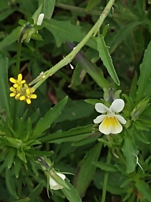 photo of Field Pansy