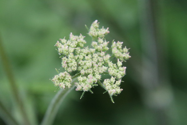 photo of Hogweed