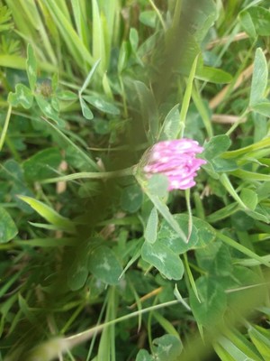 photo of Red Clover