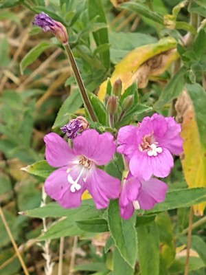 photo of Great Willowherb
