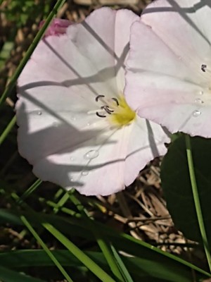 photo of Field Bindweed