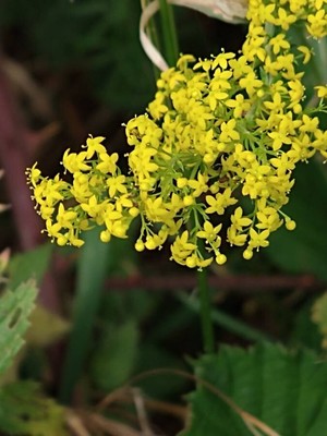 photo of Lady's Bedstraw