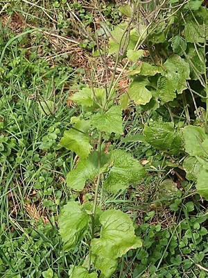 photo of Garlic Mustard