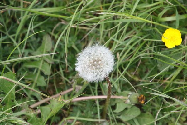 photo of Dandelion