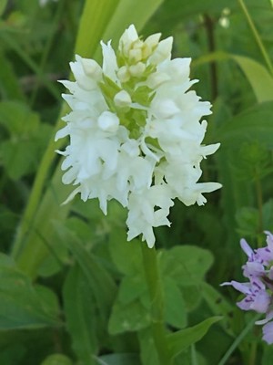 photo of Common Spotted Orchid