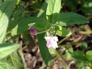 photo of Hoary Willowherb