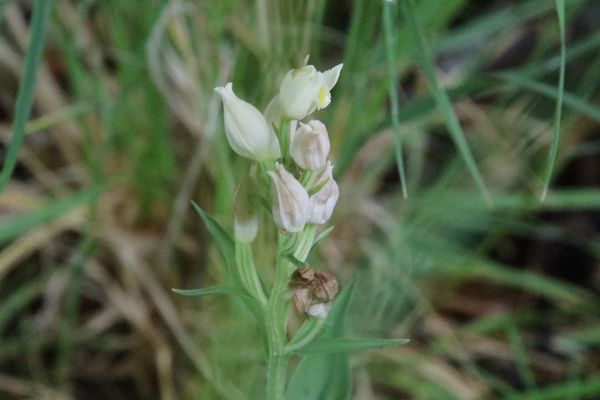 photo of White Helleborine