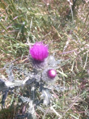 photo of Spear Thistle
