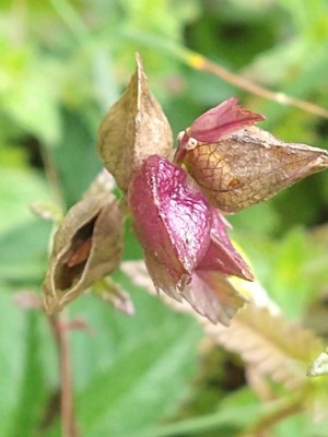 photo of Yellow Rattle