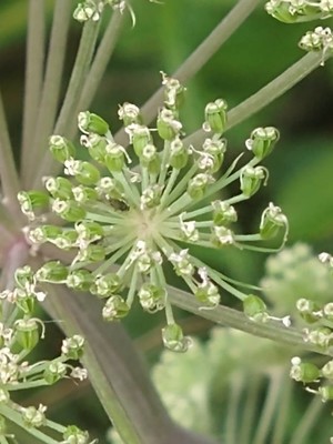photo of Wild Angelica