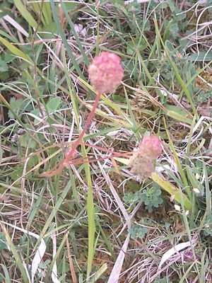 photo of Salad Burnet