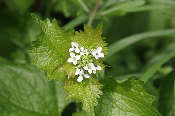 photo of Garlic Mustard