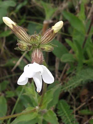 photo of White Campion