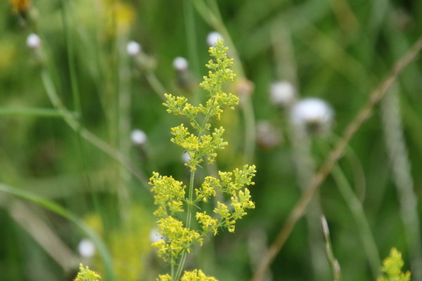 photo of Lady's Bedstraw