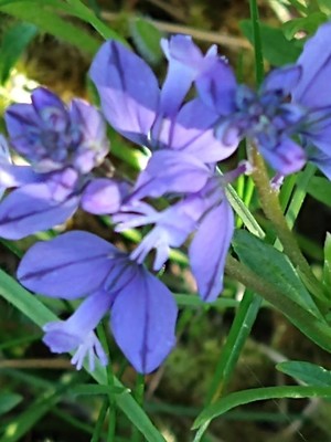 photo of Common Milkwort