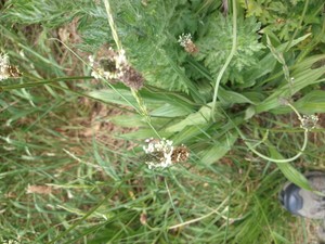 photo of Ribwort Plantain