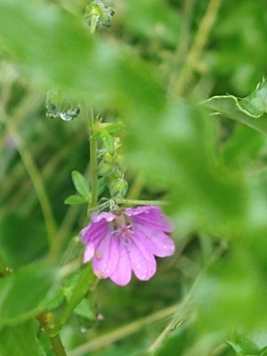 photo of Hedgerow Crane's Bill