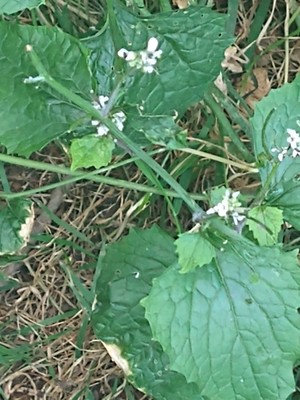 photo of Garlic Mustard