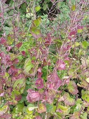photo of Garlic Mustard