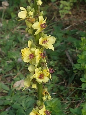 photo of Dark Mullein