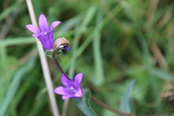 photo of Clustered Bellfower