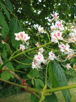 photo of Horse Chestnut