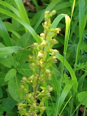 photo of Common Twayblade