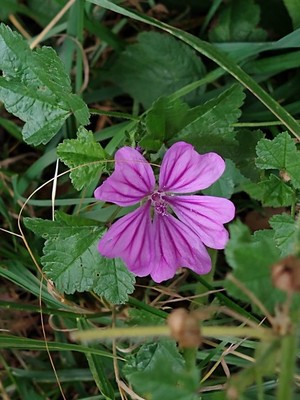 photo of Common Mallow