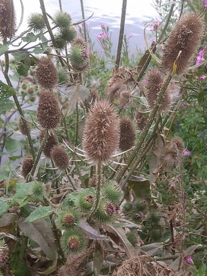 photo of Teasel