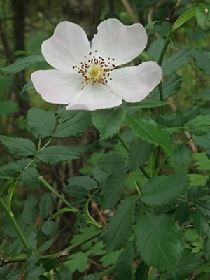 photo of Common Dog Rose