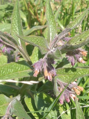 photo of Common Comfrey