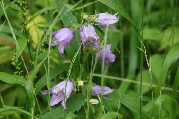 photo of Nettle Leaved Bellflower