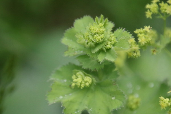 photo of Garden Lady's Mantle