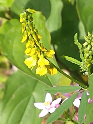 photo of Ribbed Melilot