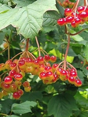 photo of Guelder Rose